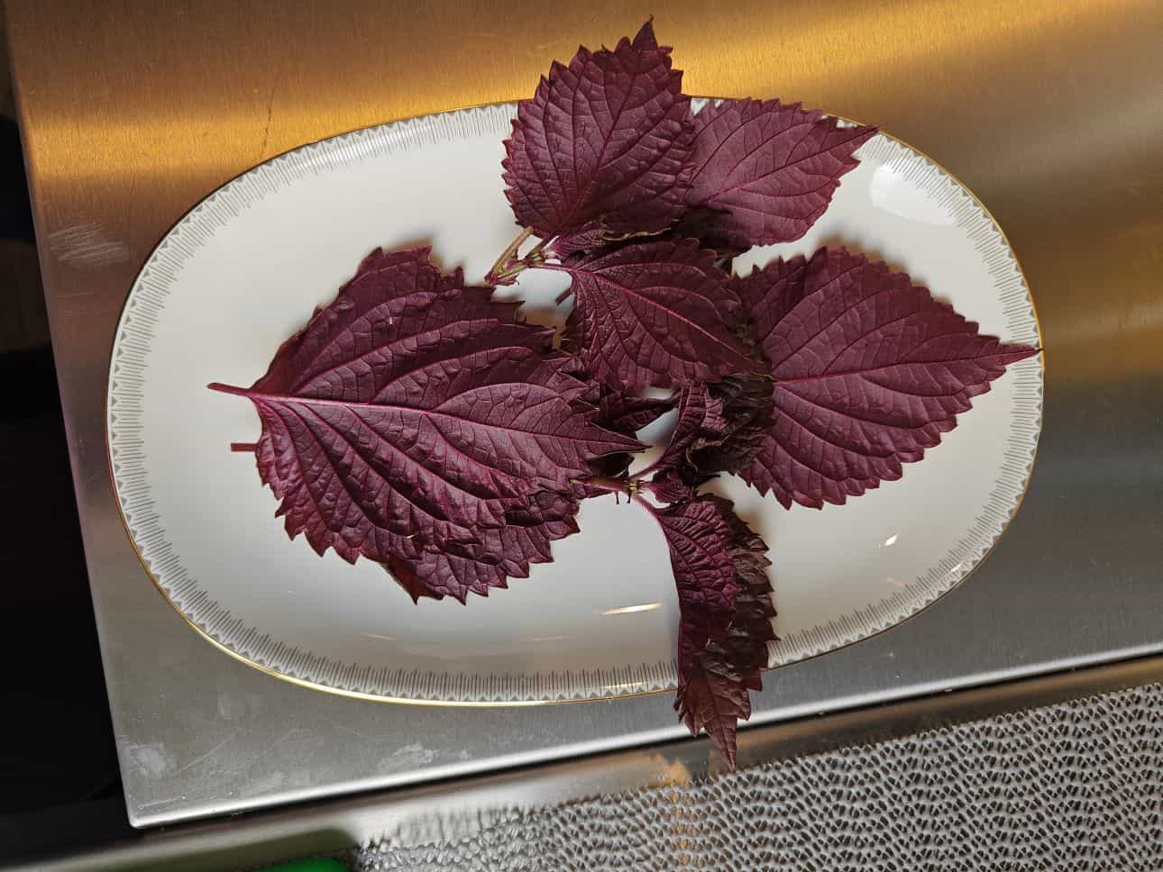 Shiso: een bijzonder kruid in de keuken van Siam Kitchen