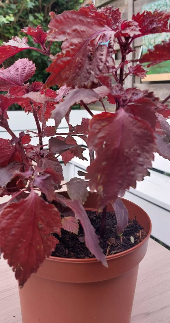 Shiso: een bijzonder kruid in de keuken van Siam Kitchen